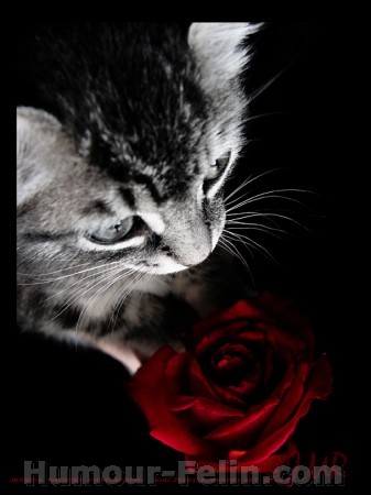 magnifique!!